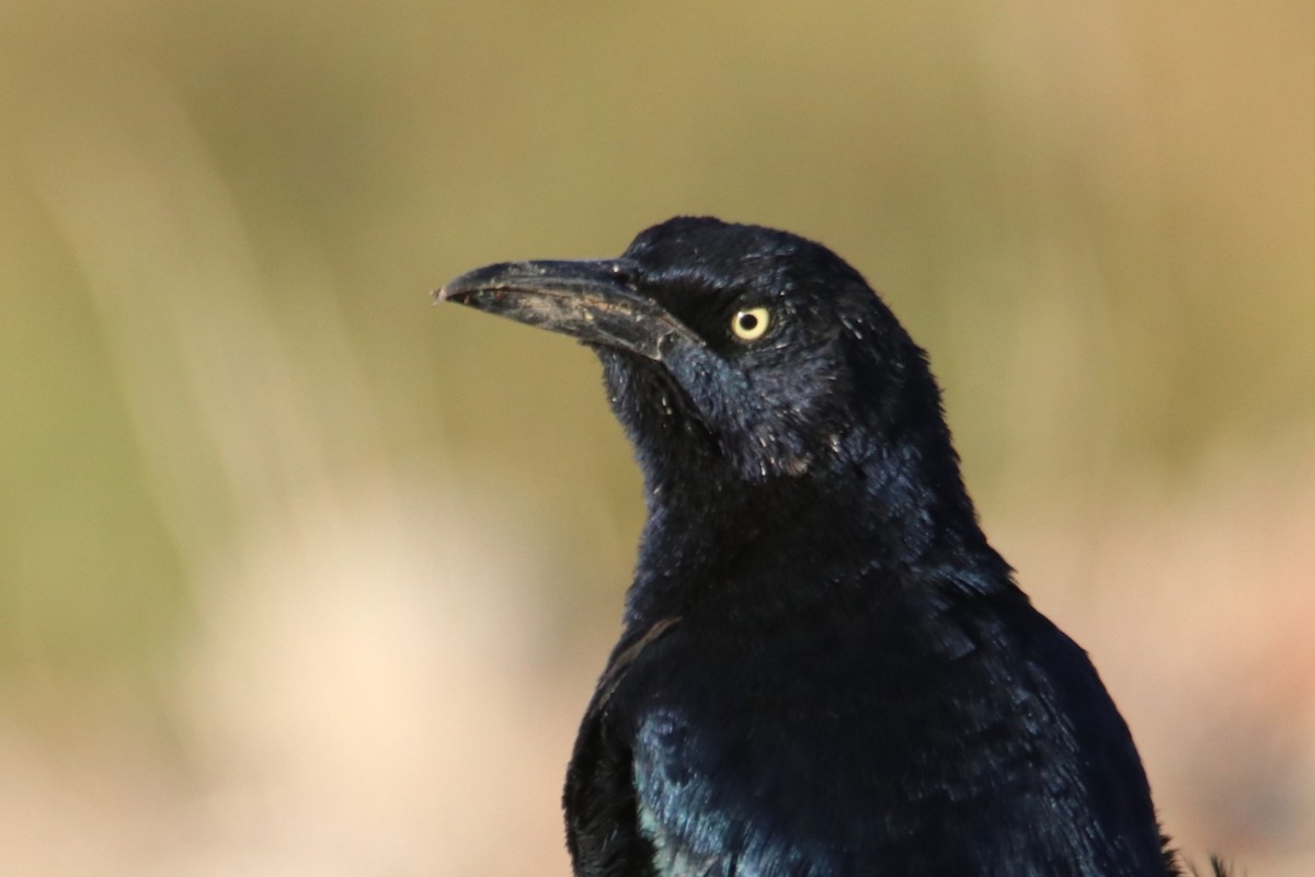 Großschwanzgrackel - ML644214300