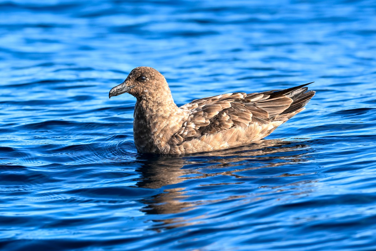 Brown Skua - ML644214302