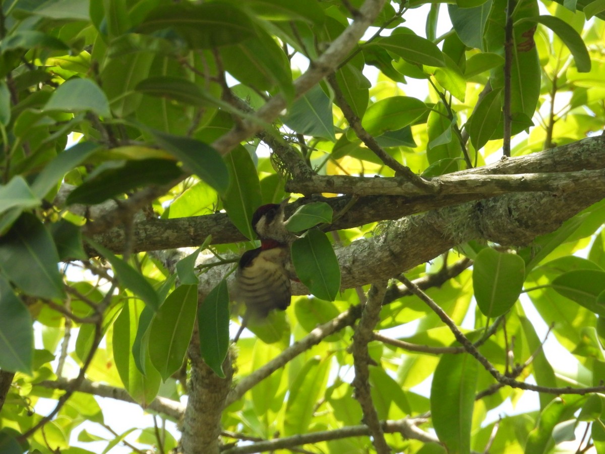Scarlet-backed Woodpecker - ML644214307