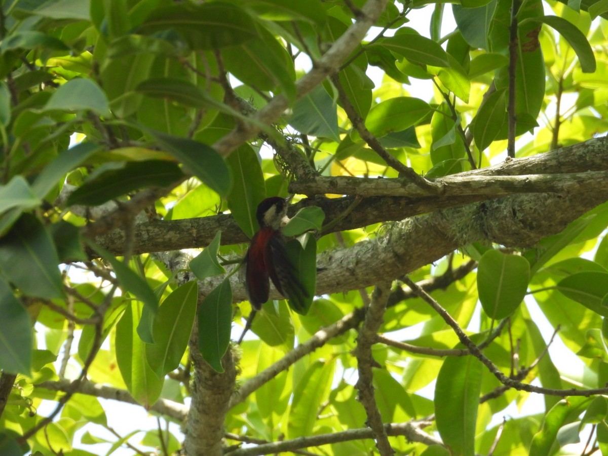 Scarlet-backed Woodpecker - ML644214308
