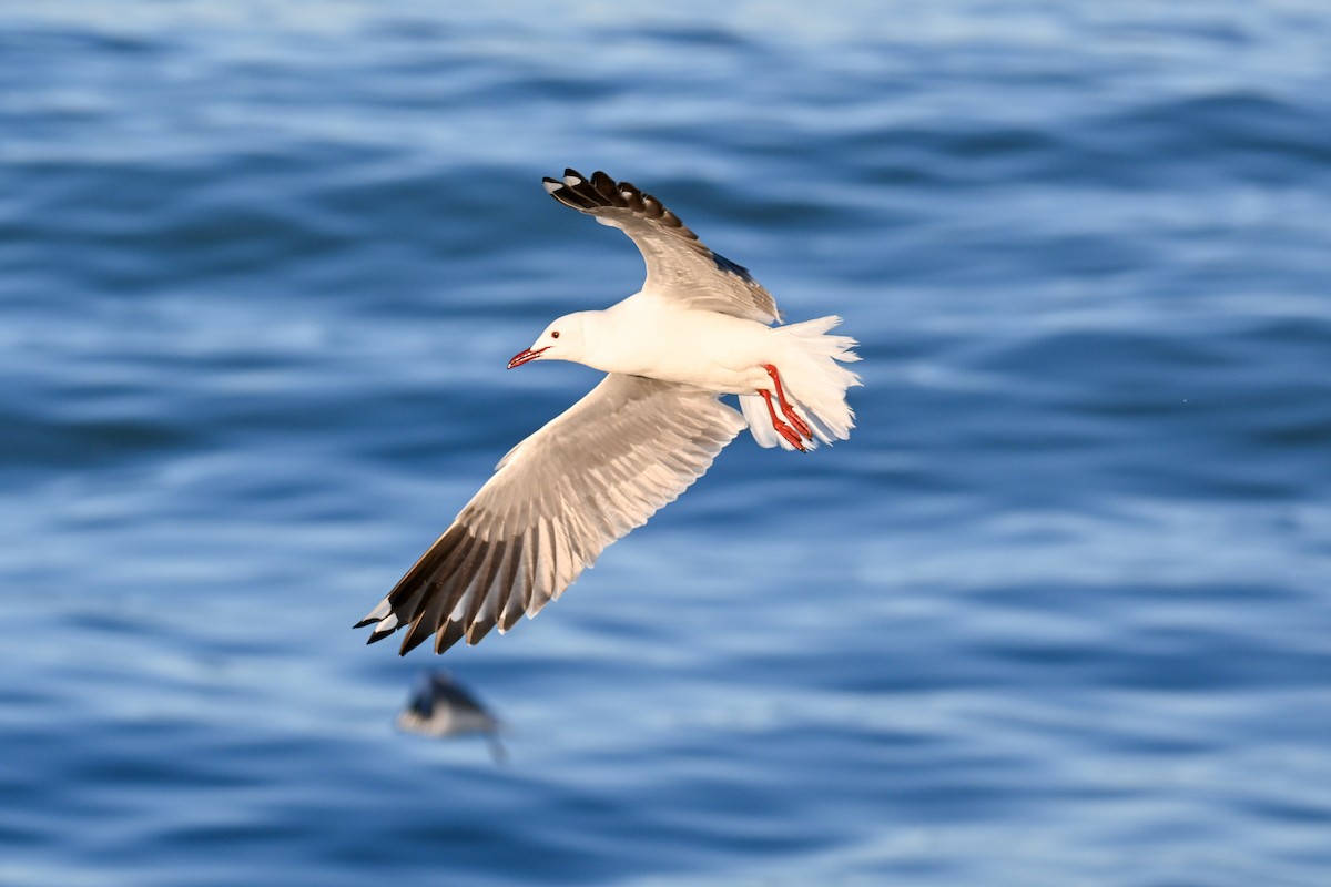 Hartlaub's Gull - ML644214312