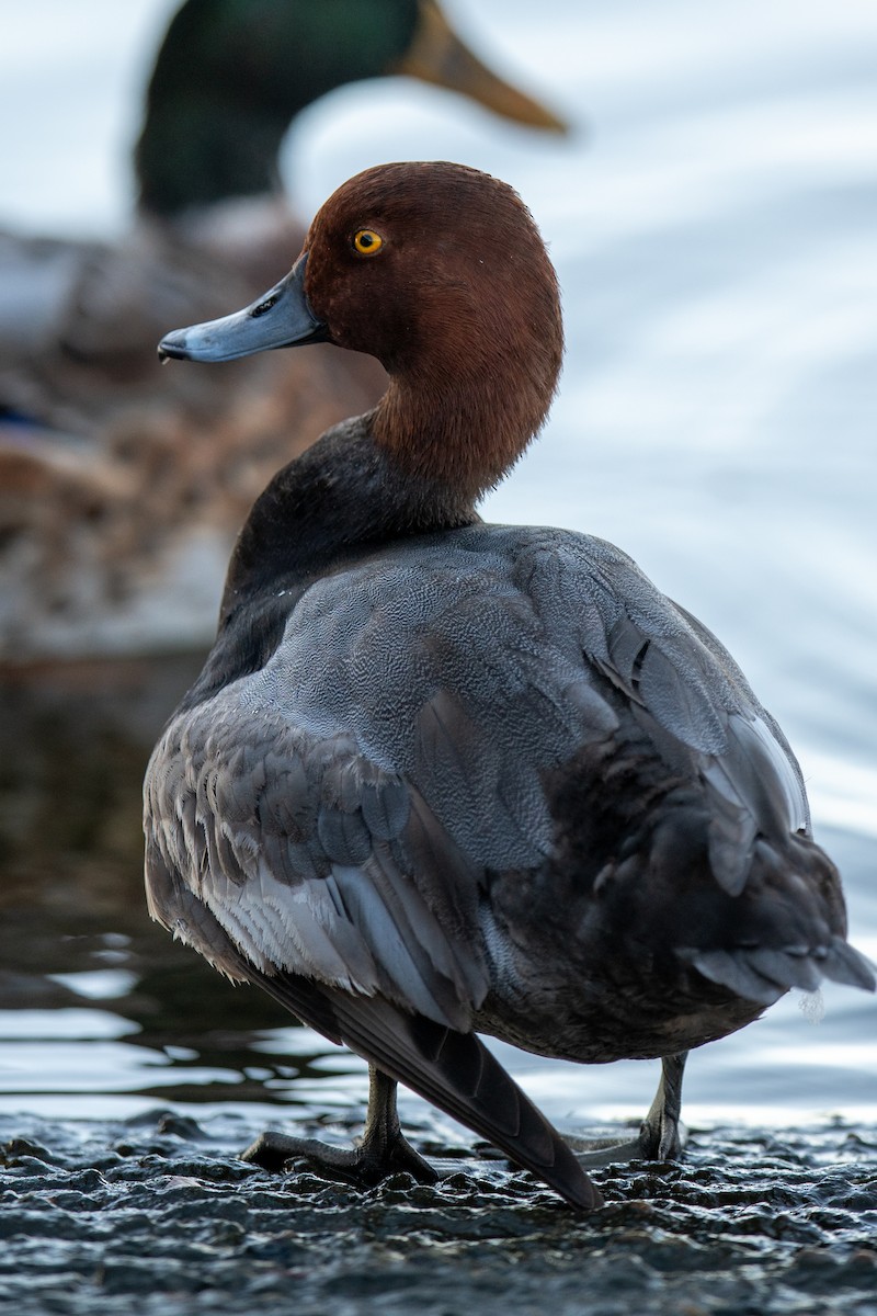 Fuligule à tête rouge - ML644214328