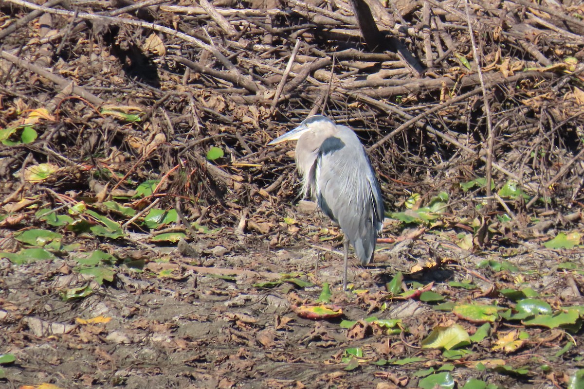 Great Blue Heron - ML644214332