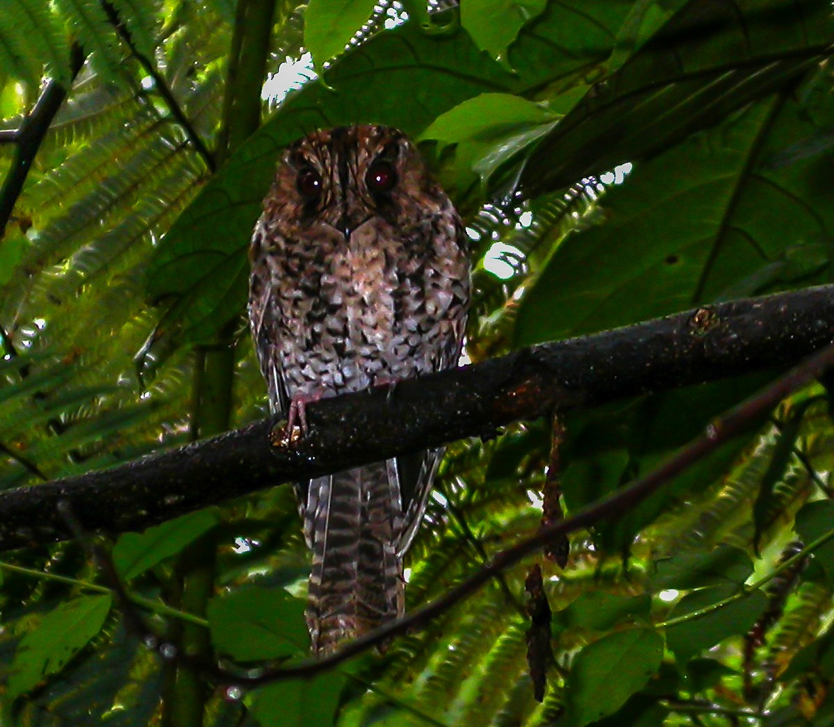 Mountain Owlet-nightjar - ML644214348