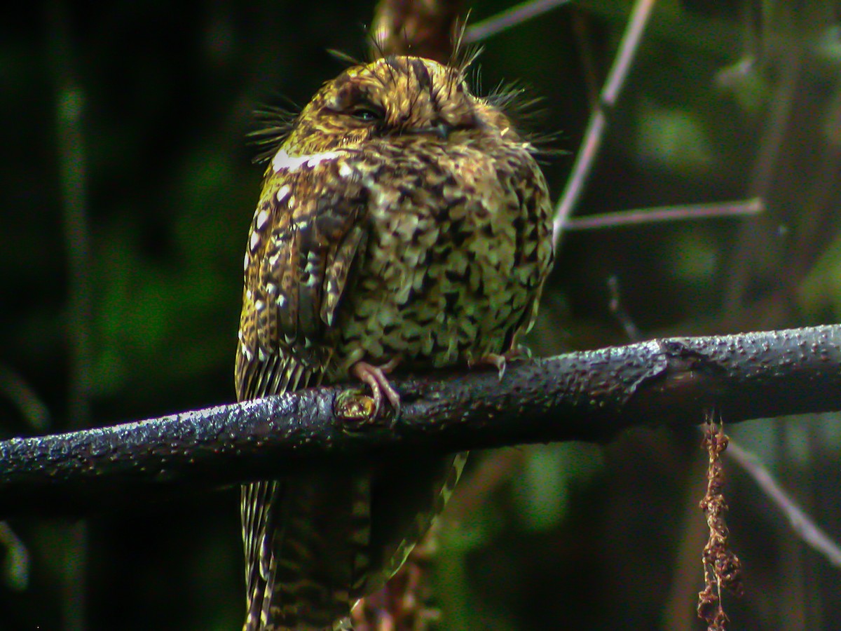 Mountain Owlet-nightjar - ML644214349