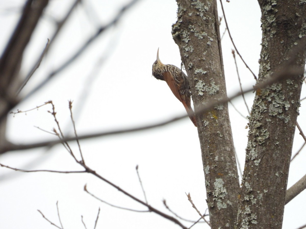 Streak-headed Woodcreeper - ML644214352