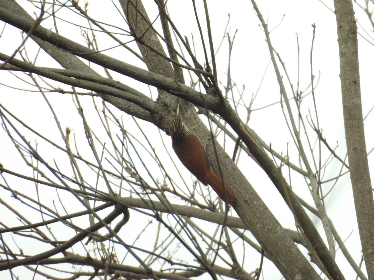 Streak-headed Woodcreeper - ML644214353