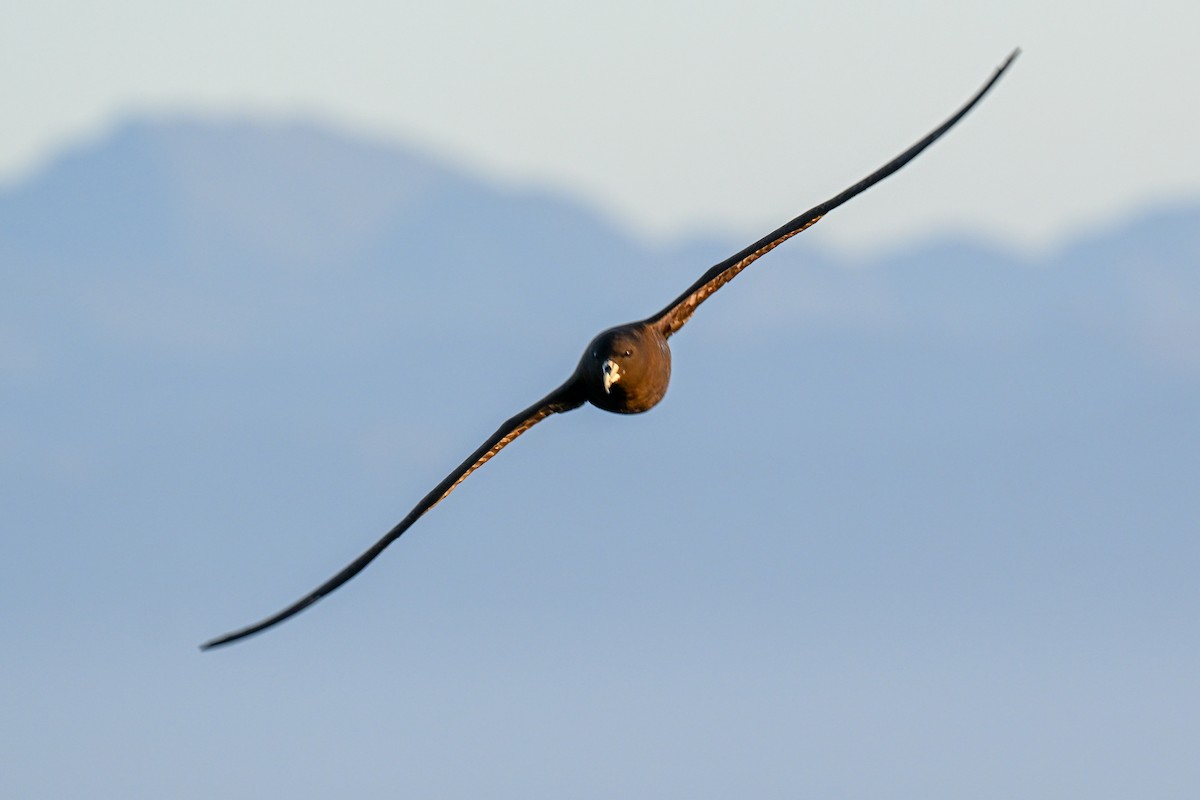 Beyaz Gıdılı Yelkovan - ML644214355