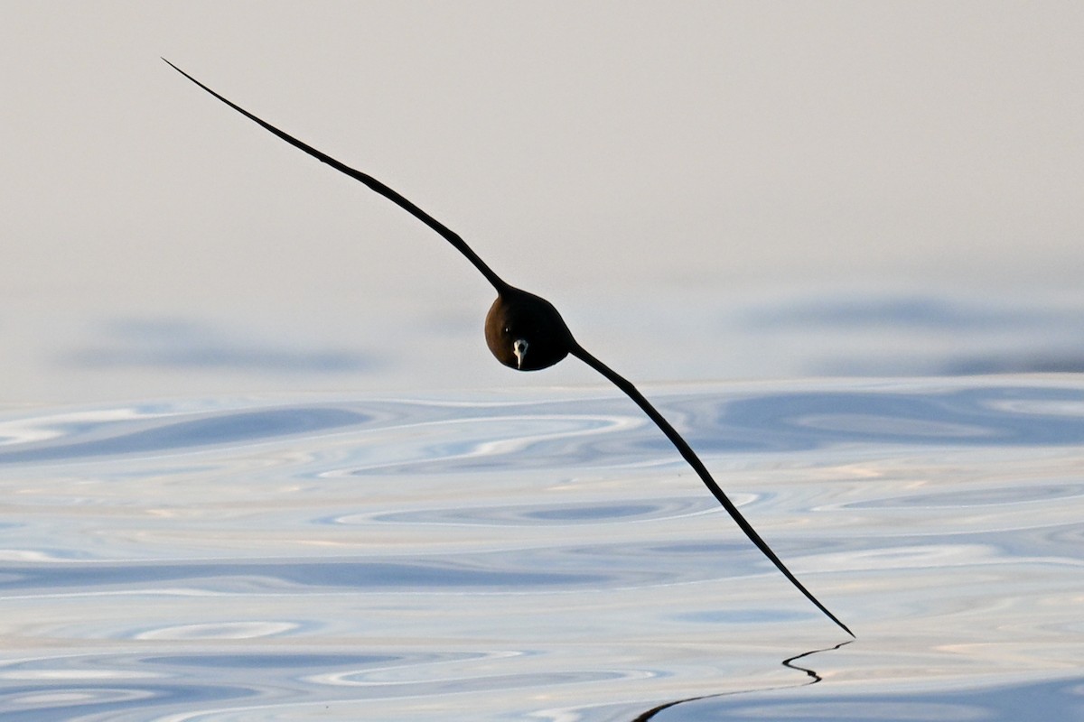 Beyaz Gıdılı Yelkovan - ML644214356