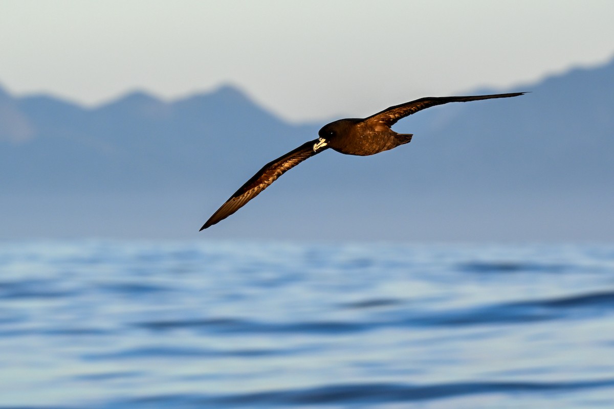 Beyaz Gıdılı Yelkovan - ML644214357