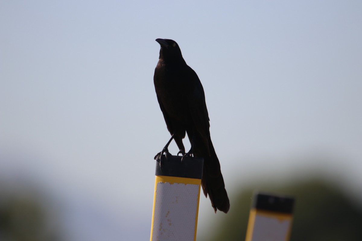 Großschwanzgrackel - ML644214379