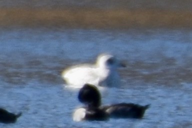 Ipar-kaioa - ML644214381