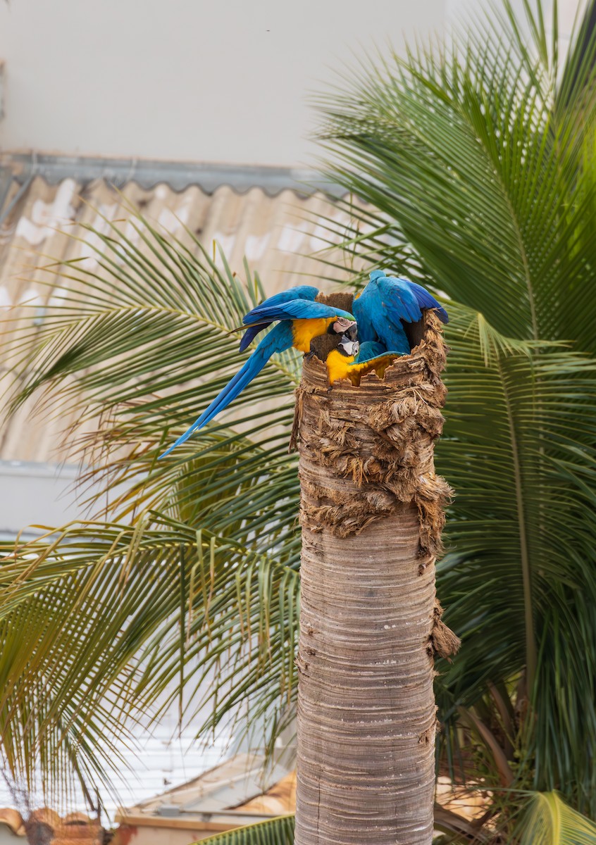 ルリコンゴウインコ - ML644214385