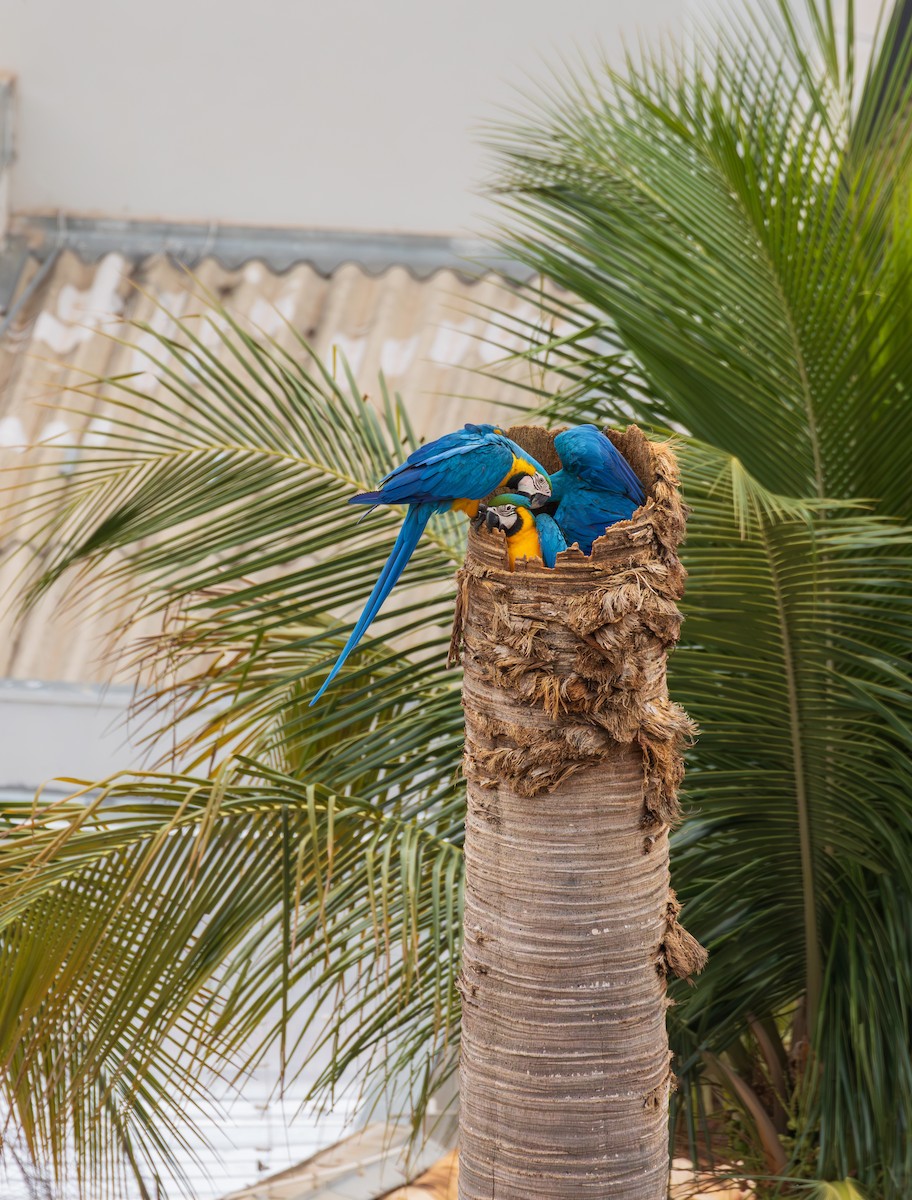 ルリコンゴウインコ - ML644214387