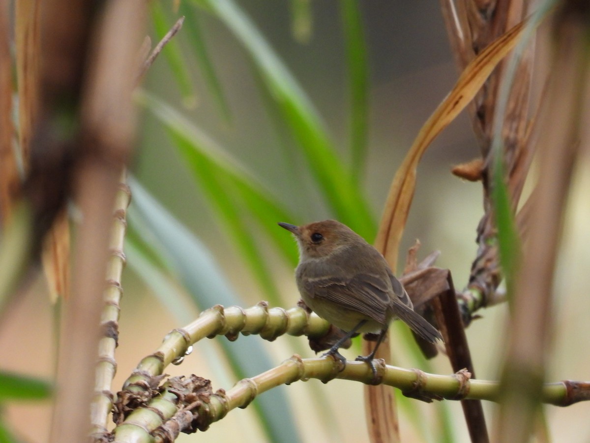 Fulvous-faced Scrub-Tyrant - ML644214388