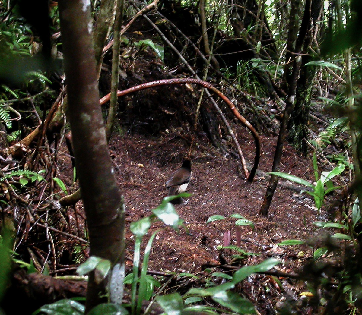 Western Parotia - ML644214392