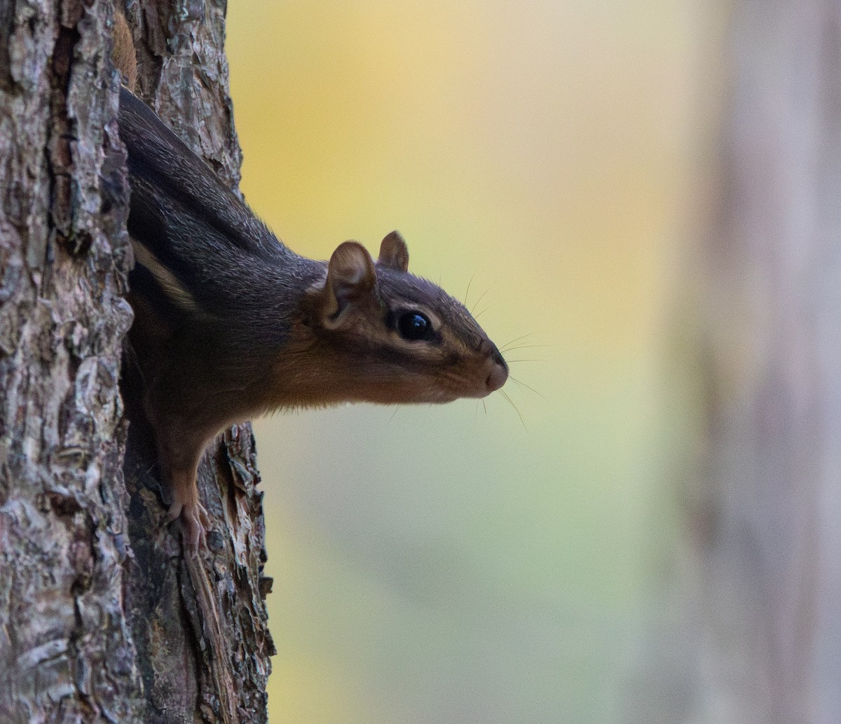 Eastern Chipmunk - ML644214393