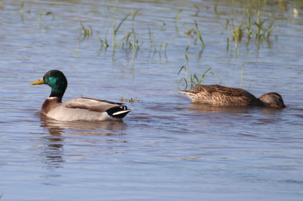 Stockente - ML644214398