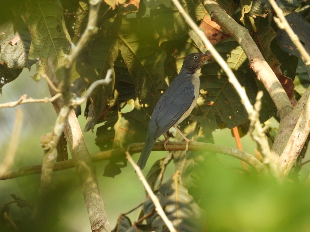 Merle de Reeve - ML644214426