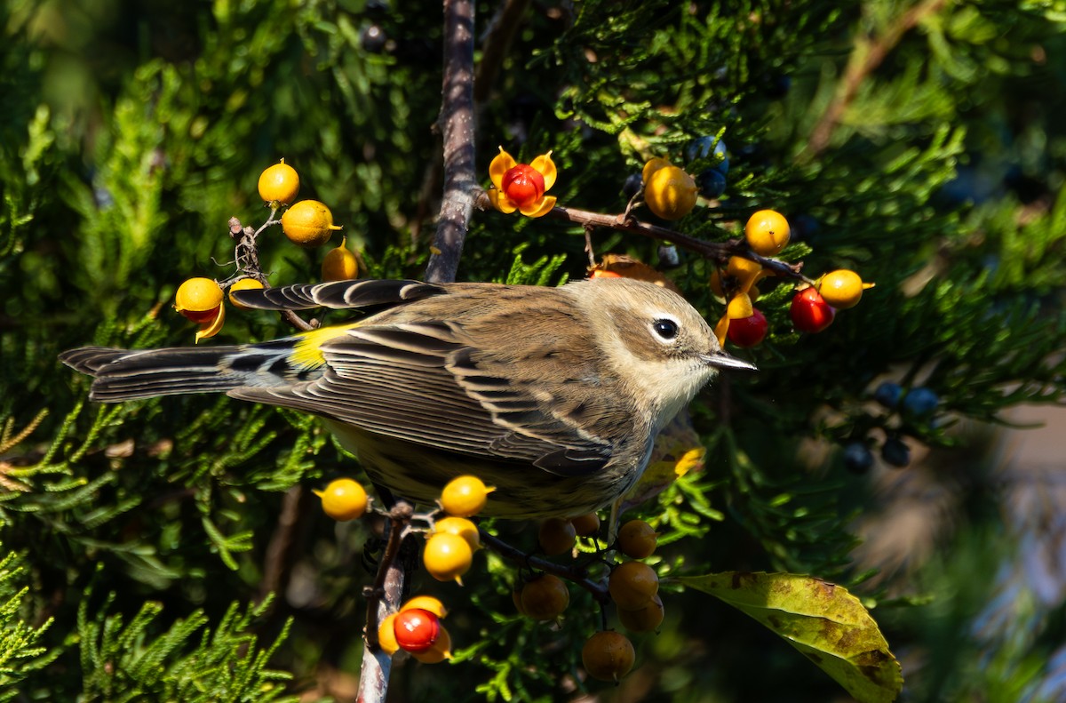 Yellow-rumped Warbler (Myrtle) - ML644214438