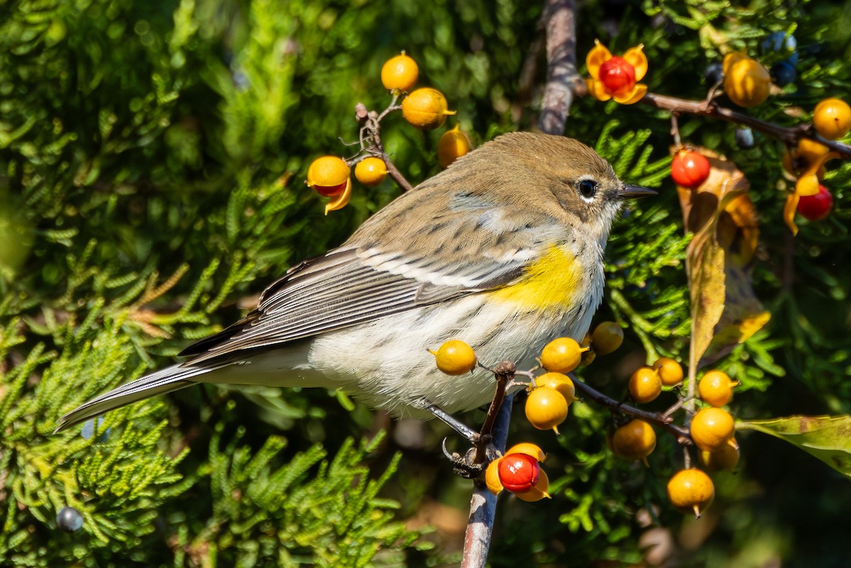 Yellow-rumped Warbler (Myrtle) - ML644214439