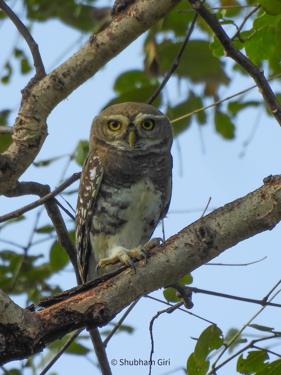 Forest Owlet - ML644214447