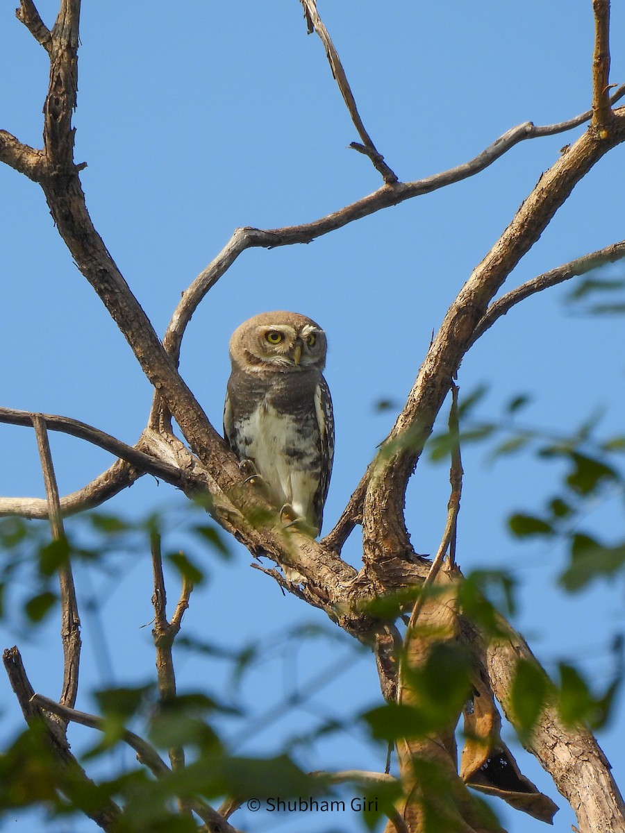 Forest Owlet - ML644214448