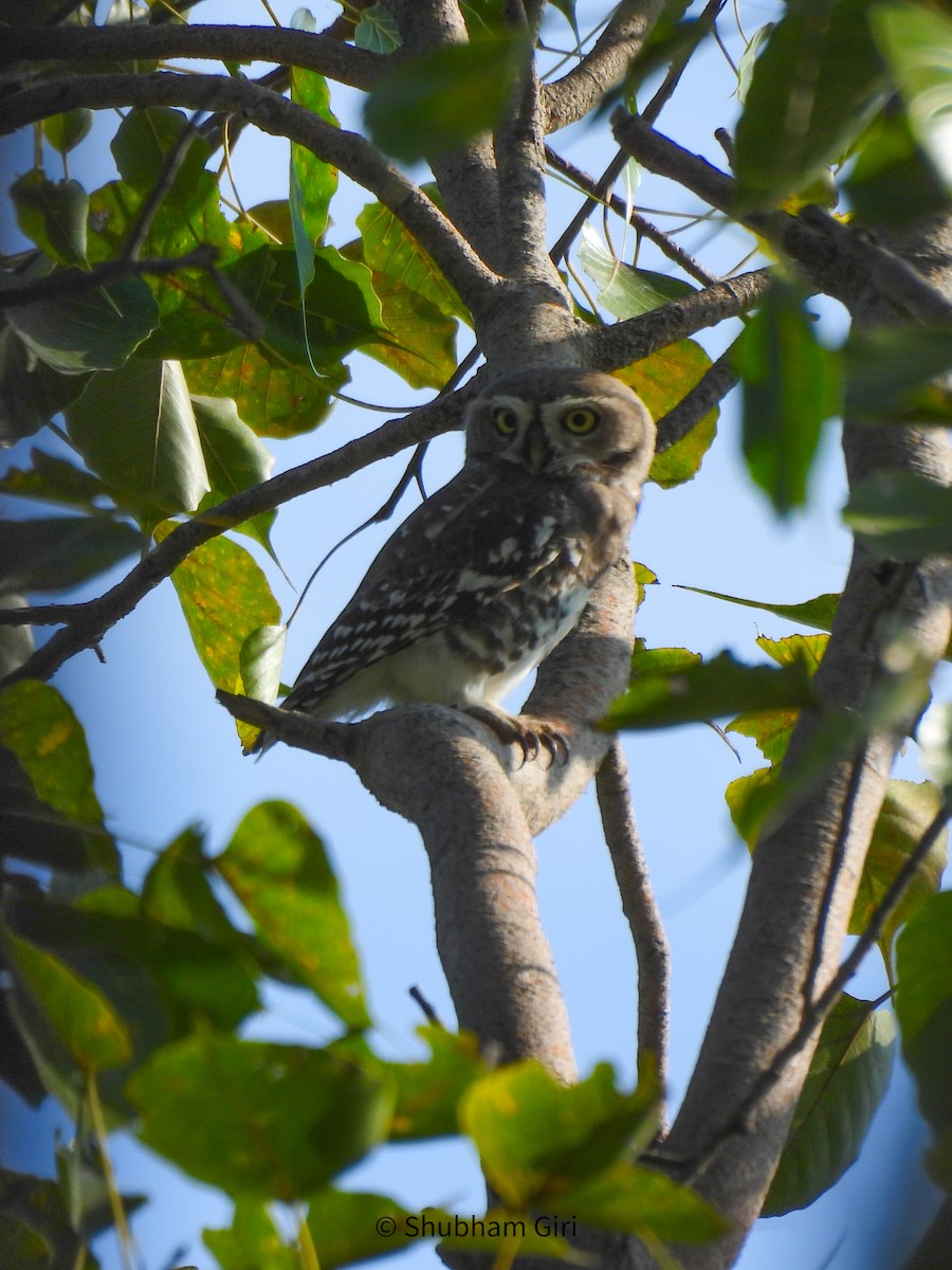Forest Owlet - ML644214449