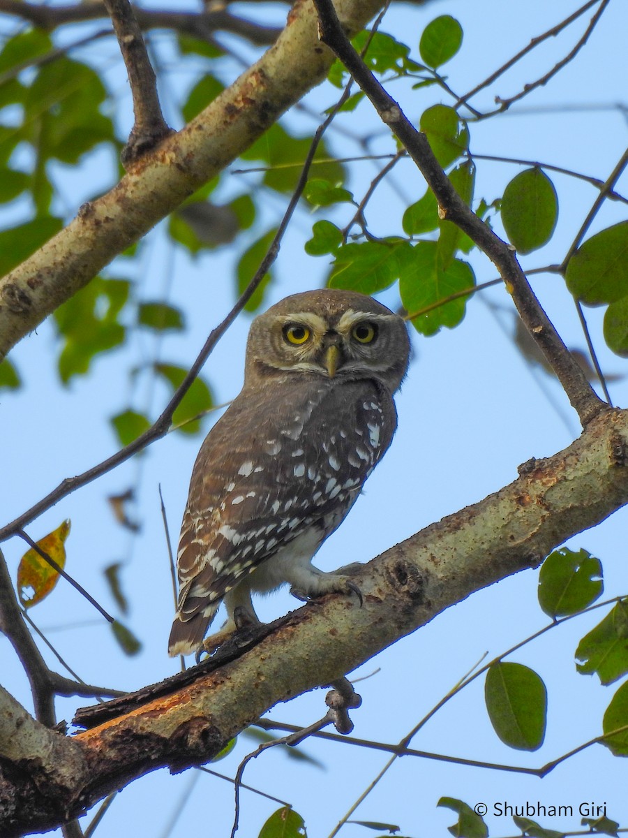 Forest Owlet - ML644214450