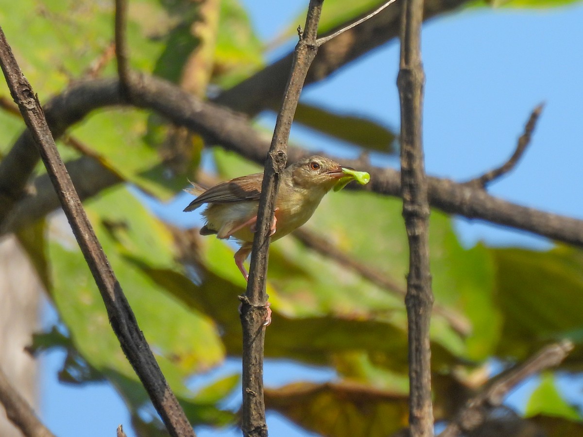 Jungle Prinia - ML644214512