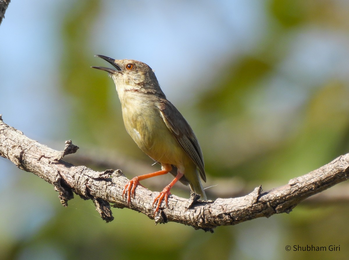 Jungle Prinia - ML644214513