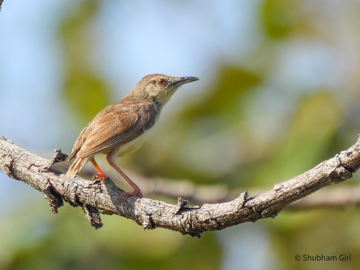 Jungle Prinia - ML644214514