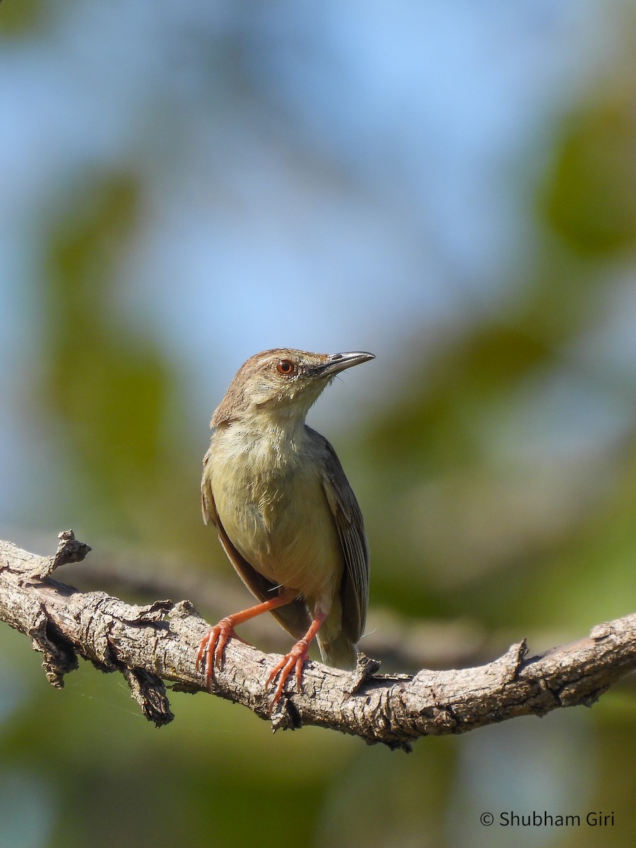 Jungle Prinia - ML644214515
