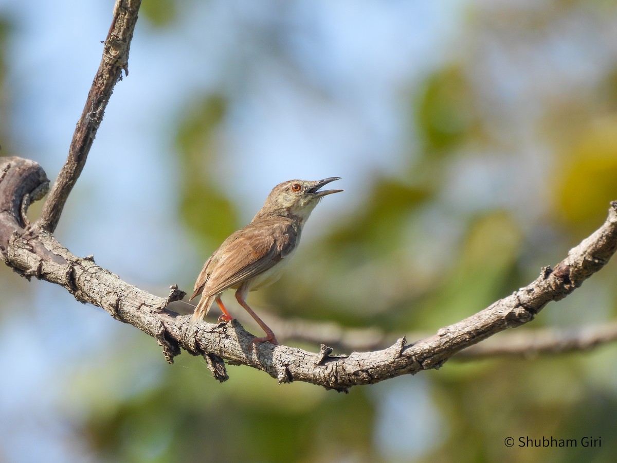 Jungle Prinia - ML644214516