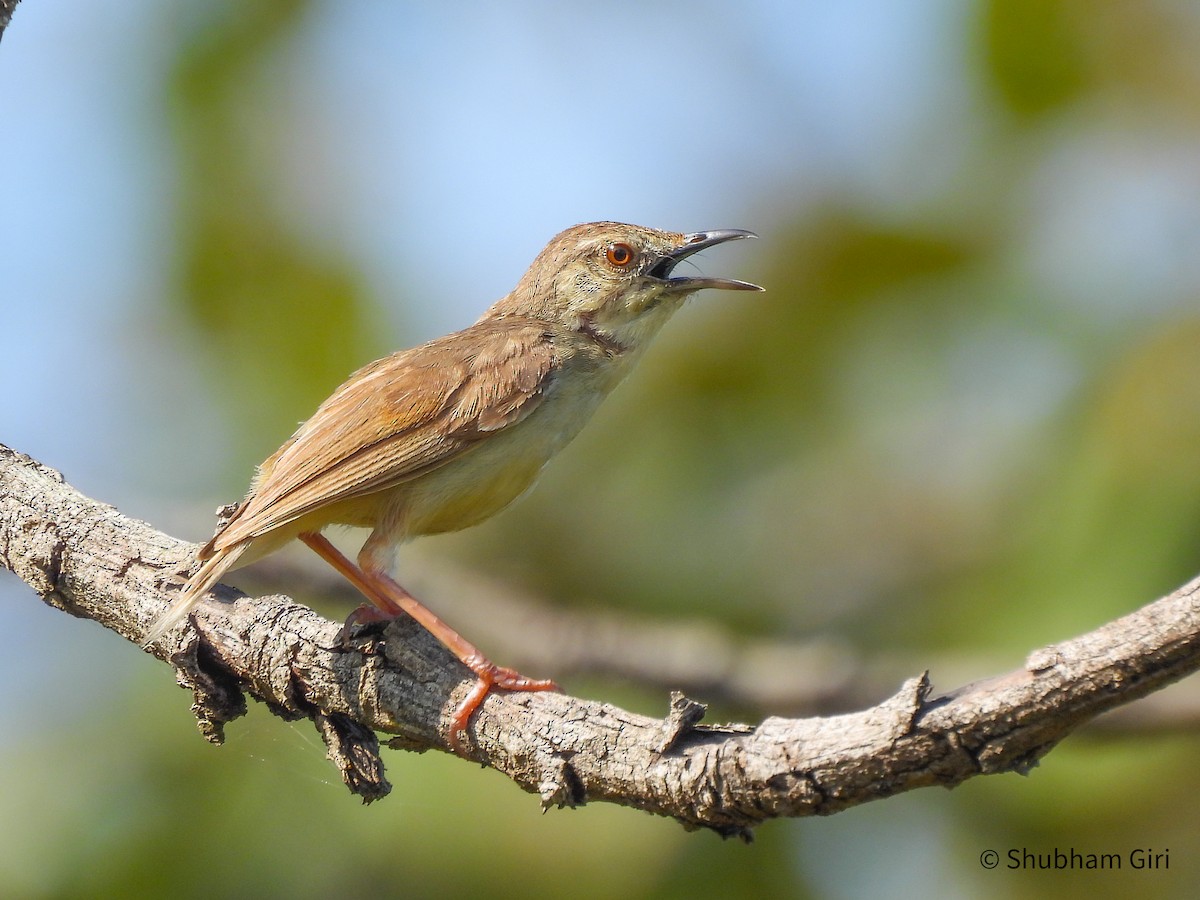 Jungle Prinia - ML644214517