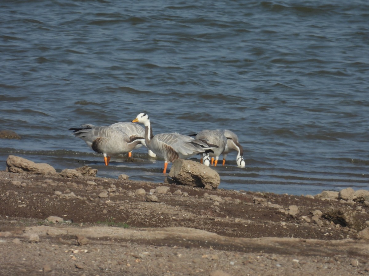 Хээрийн галуу - ML644214518