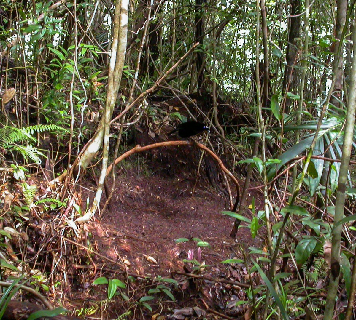 Western Parotia - ML644214542