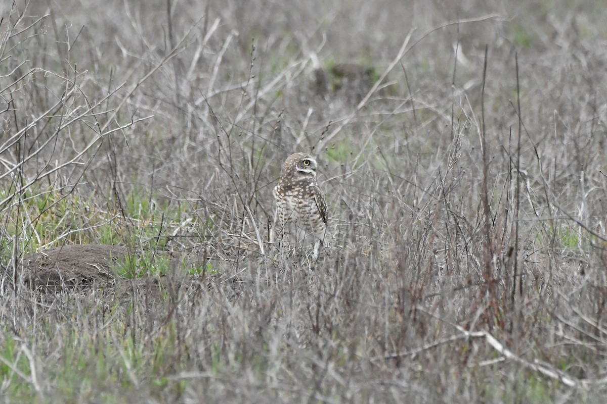 Burrowing Owl (Western) - ML644214546