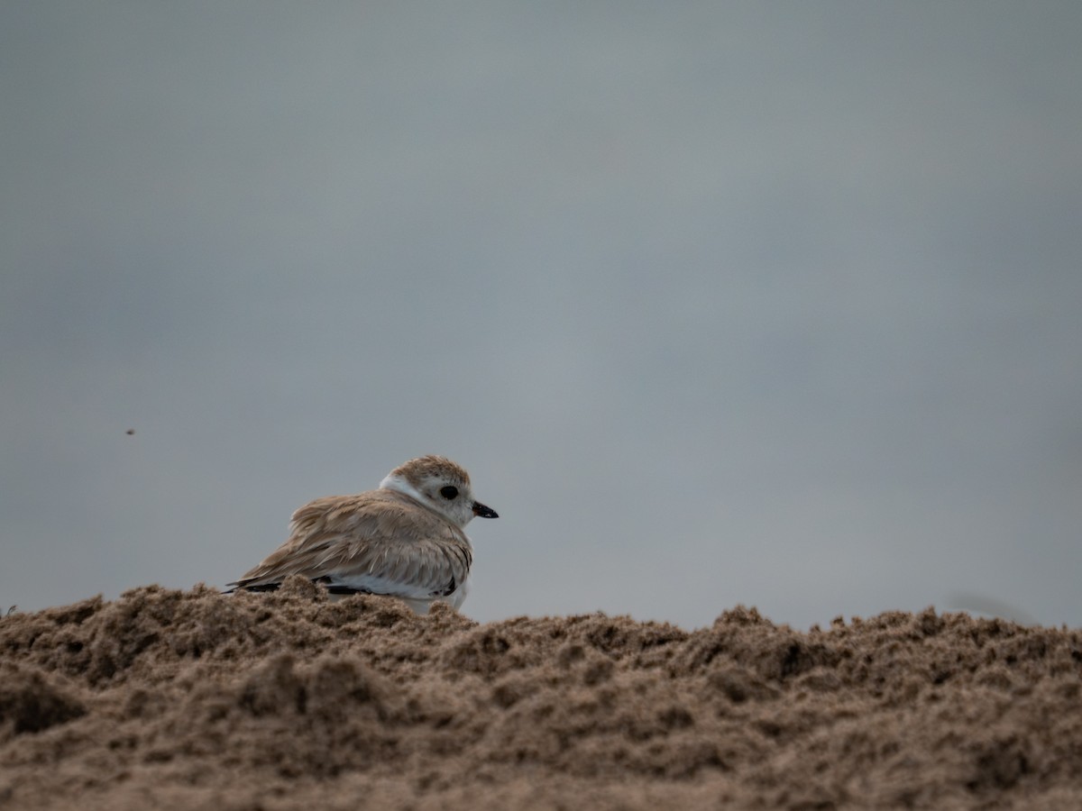 Piping Plover - ML644214636