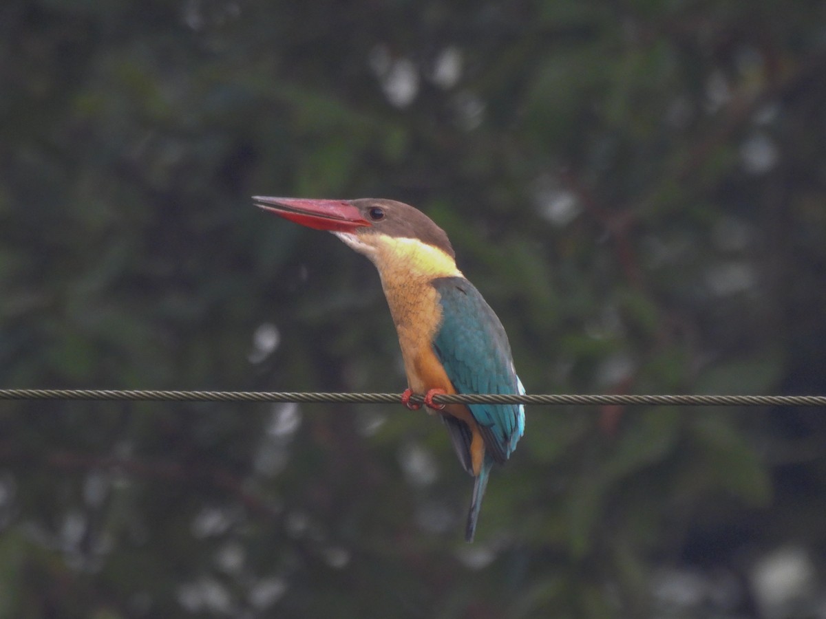 Stork-billed Kingfisher - ML644214647
