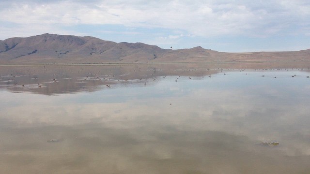 Wilson's Phalarope - ML644214668