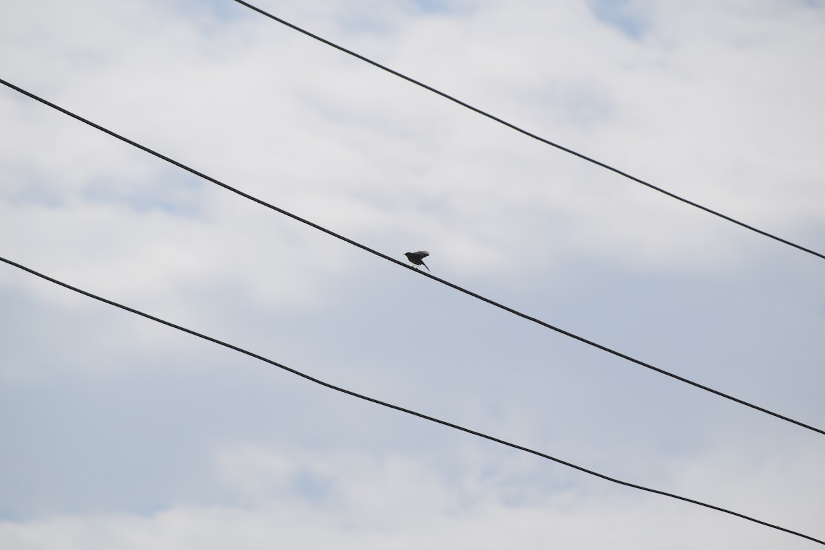 Tickell Çıvgını - ML644214702