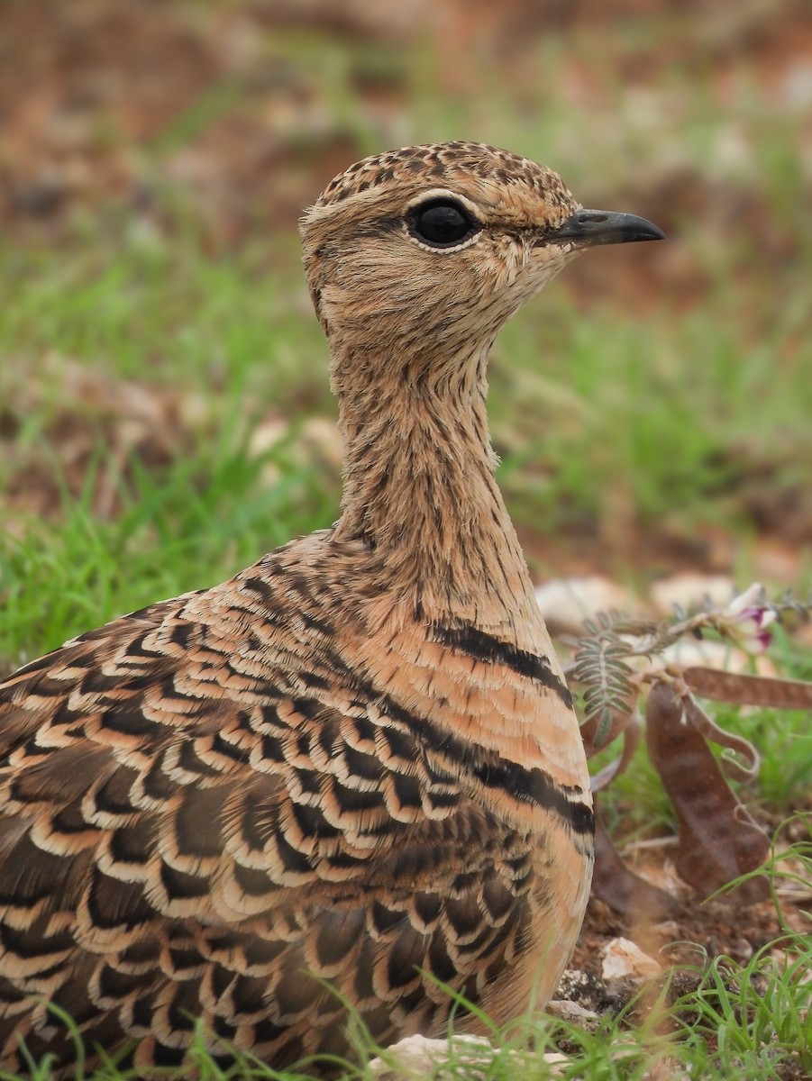 Double-banded Courser - ML644214729