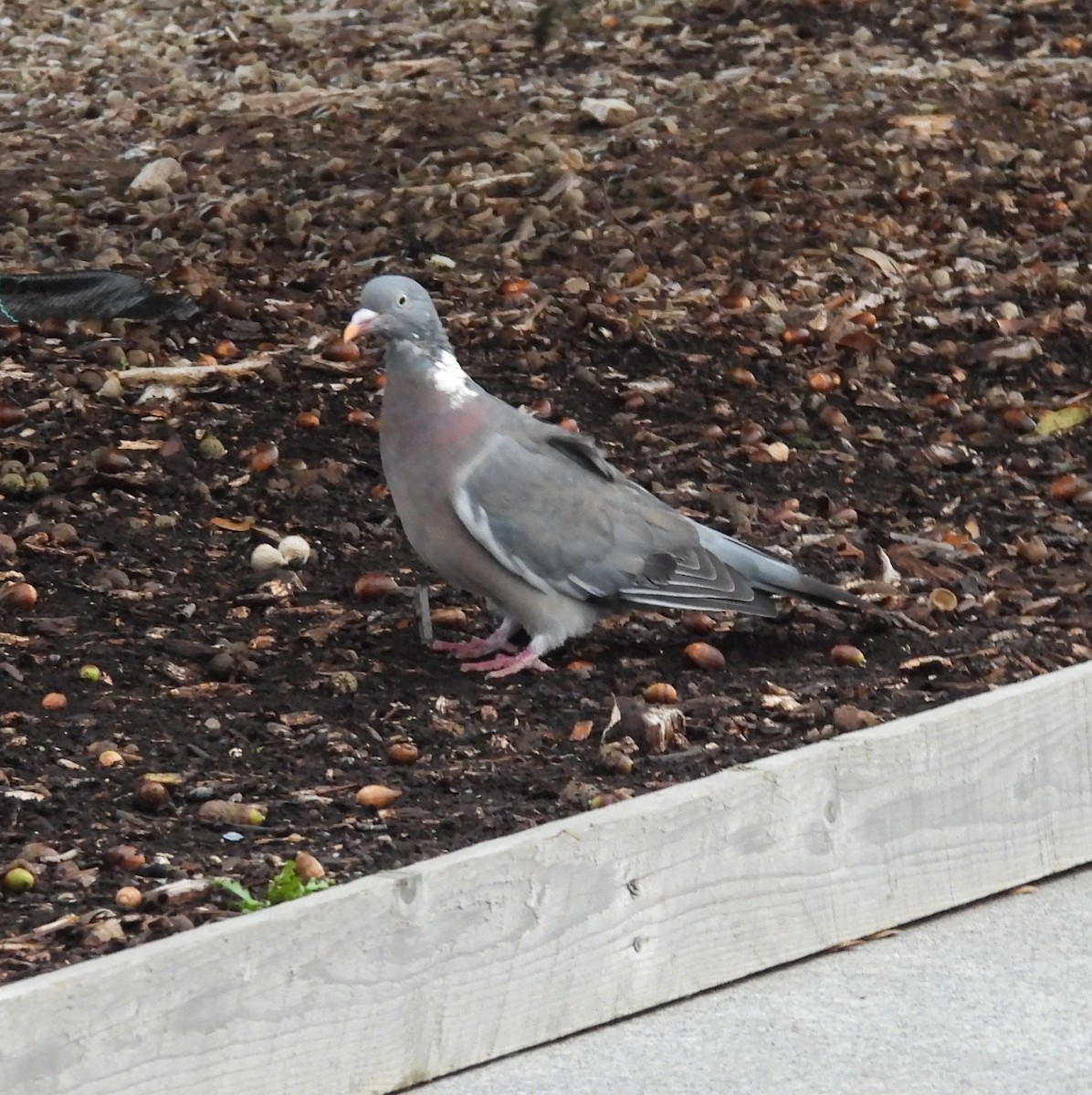 Tahtalı - ML644214742