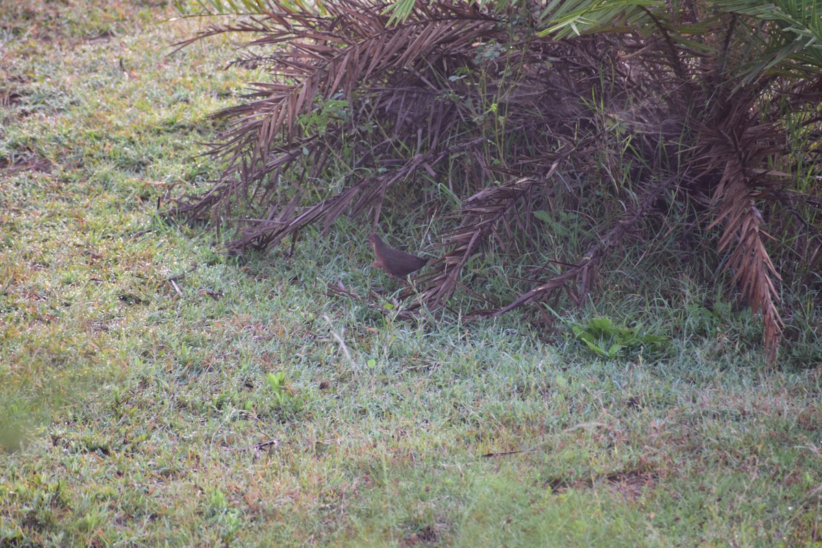 Zimtsumpfhuhn - ML644214746