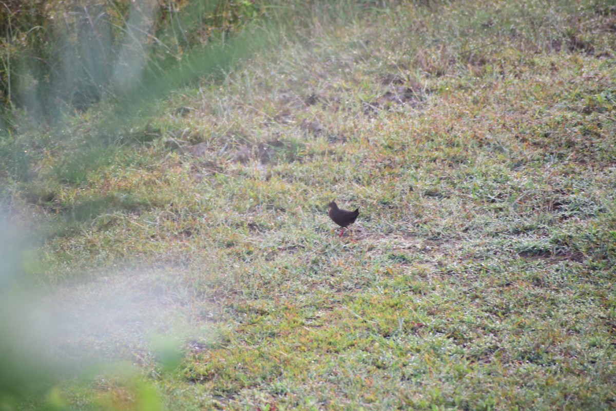 Zimtsumpfhuhn - ML644214747