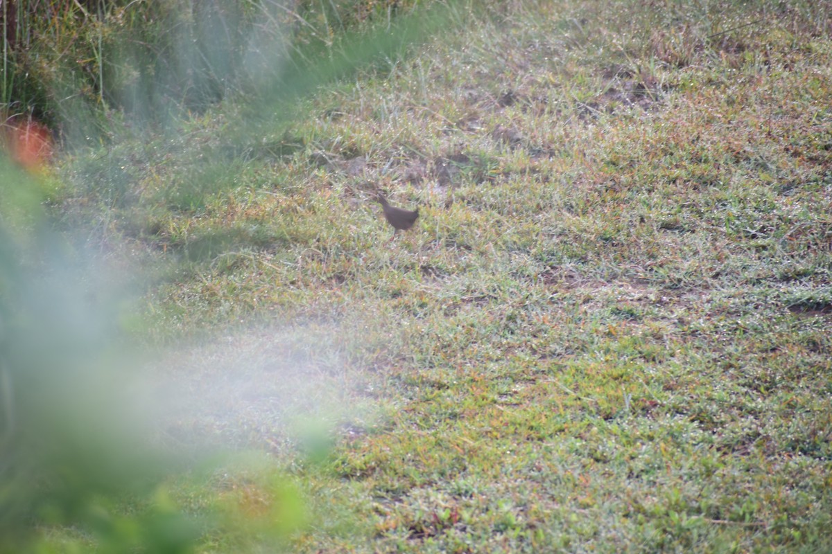 Zimtsumpfhuhn - ML644214748