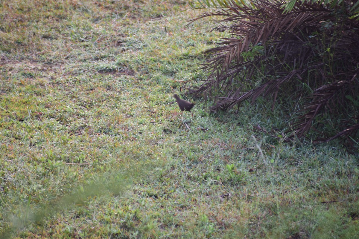 Zimtsumpfhuhn - ML644214750