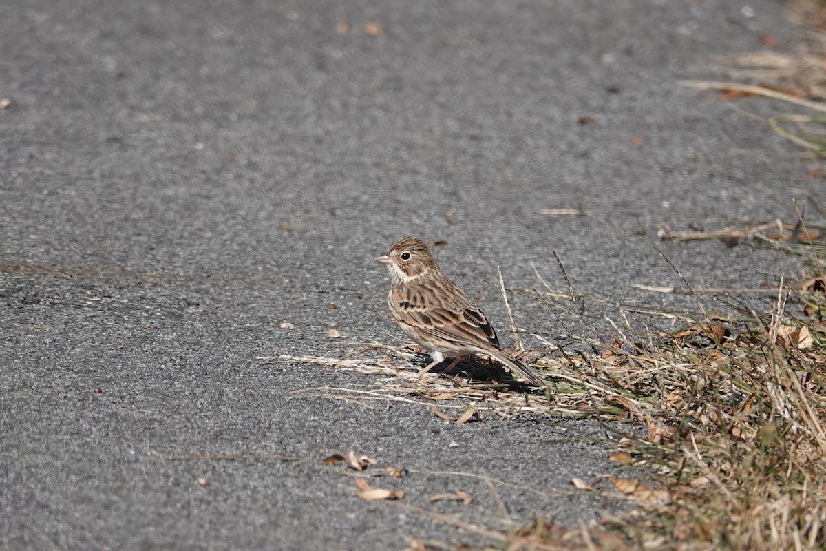 Vesper Sparrow - ML644214756