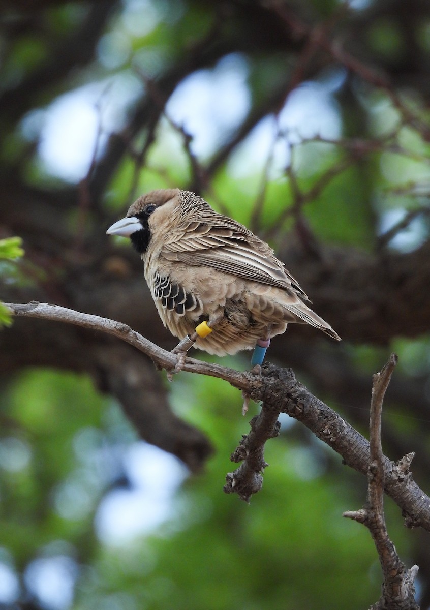 Sociable Weaver - ML644214757